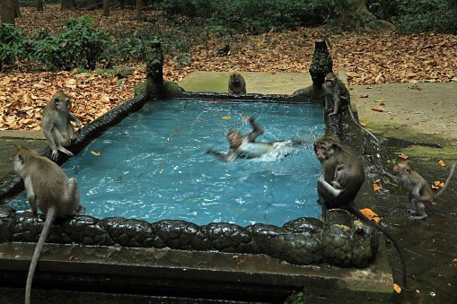 Monkey pool in Pura Bukit Sari Temple